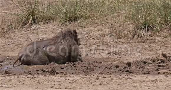 Warthogphacochoerusaethiopicus成人泥浆浴肯尼亚内罗毕公园实时视频的预览图