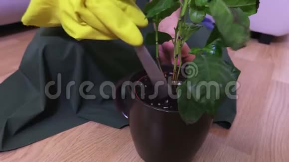 女人为室内植物准备土壤视频的预览图