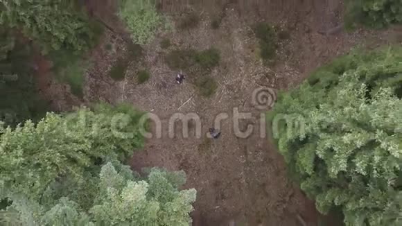 在森林中飞过一棵茂盛的绿松和云杉树顶空中景观视频的预览图