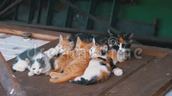 无家可归的野猫和护母猫正躺在垃圾街上视频的预览图