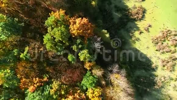 秋天的自然景色鸟瞰树木树叶视频的预览图