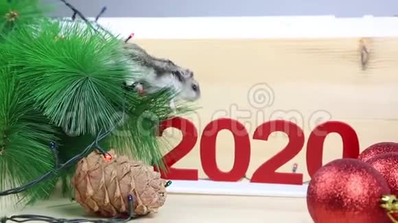 家鼠傍新年树视频的预览图