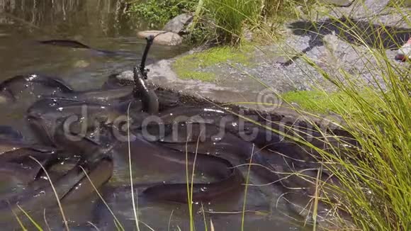 新西兰鳗鱼群缓慢运动视频的预览图
