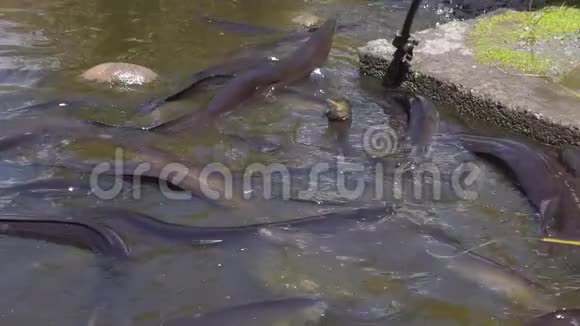 慢速运动长鳍鳗鱼为喂食时间按摩视频的预览图