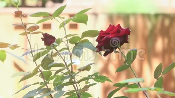 夏天的玫瑰花洒在喷头里视频的预览图