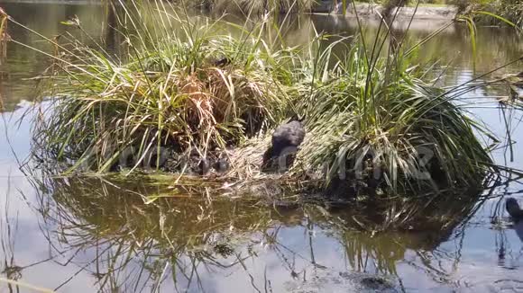 家长普克科把食物带到沼泽巢穴的小鸡视频的预览图