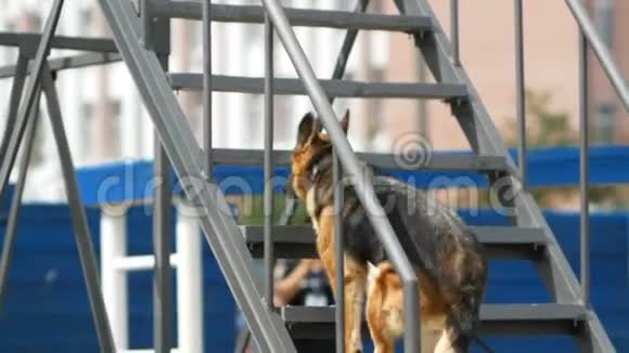 狗爬楼梯在3d全国警犬锦标赛障碍课程视频的预览图