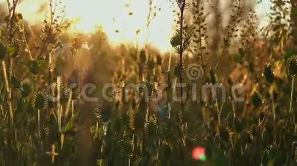 被温暖的夕阳光射回的野草穗视频的预览图