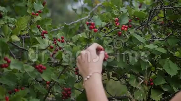 年轻漂亮的红发女人在树上检查一个红色的振动慢动作视频的预览图