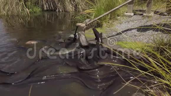 龙鳍鳗鱼在生态保护区为食物而战视频的预览图