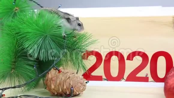 家鼠傍新年树视频的预览图