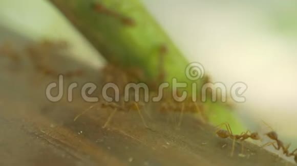 蚂蚁蚂蚁宏观视频视频的预览图