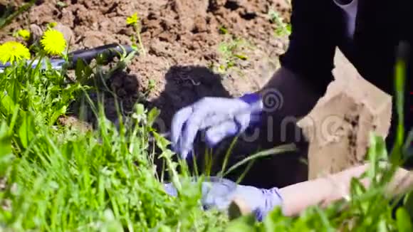 草地科学家生态学家采集土壤样本视频的预览图