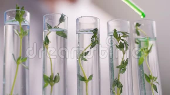 一位实验室的科学家分析了土壤和里面的植物来收集植物DNA视频的预览图