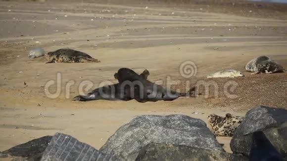在英国诺福克的一个海滩上两头大型的灰色海豹公牛halichoerusgrypus视频的预览图