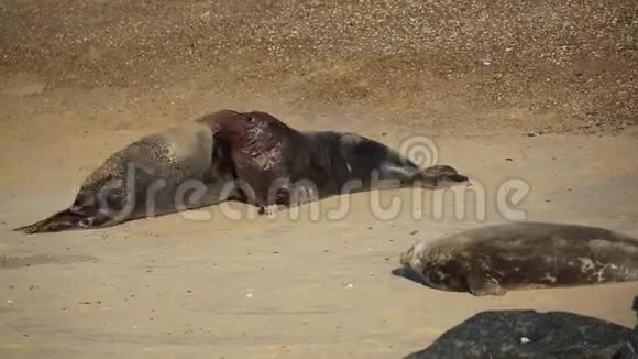 在繁殖季节在英国诺福克的一个海滩上两只大型优势灰海豹公牛Halichoerusgrypus在一个海滩上打架视频的预览图