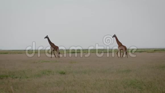 野生非洲长颈鹿在草原平原上行走视频的预览图