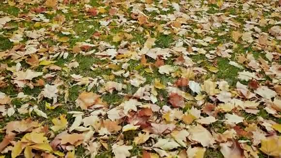 秋天的彩色叶子躺在绿草上公园里你脚下的秋天全景在运动中射击视频的预览图
