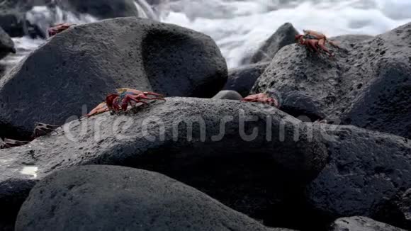 加拉帕戈斯萨莉轻脚蟹几个在岩石上视频的预览图