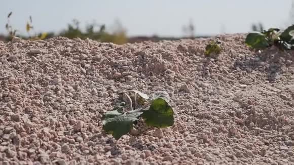 沙漠中的岩石旱地小植物是可见的沙漠景观视频的预览图