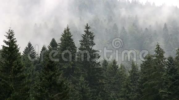 雾中的松树林视频的预览图
