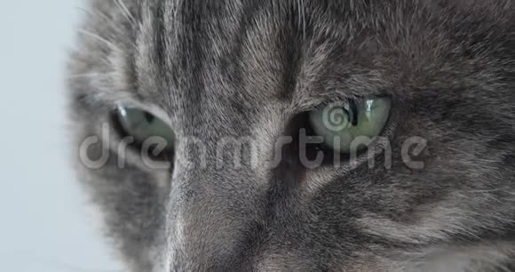布朗塔比家猫眼睛特写实时视频的预览图