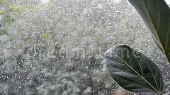 窗外阴雨天气恶劣的榕树叶片视频的预览图