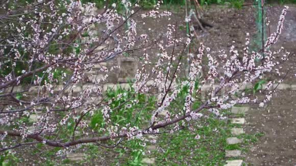 成熟的园丁在盛开的树木后面浇灌花园视频的预览图