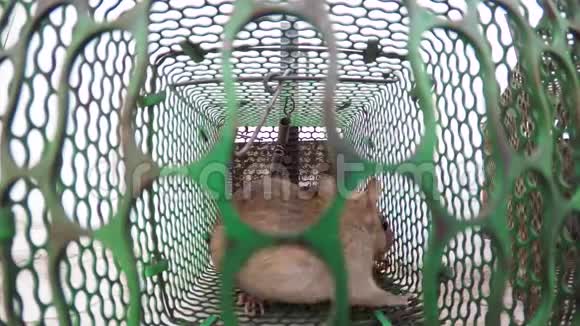 老鼠被困在一个金属笼子里试图找到出路两只大大小小的老鼠在为生命而挣扎视频的预览图
