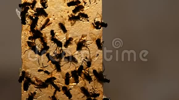 房子在黄色胶带特写上飞起来死的和活的苍蝇在胶带上捕捉昆虫视频的预览图