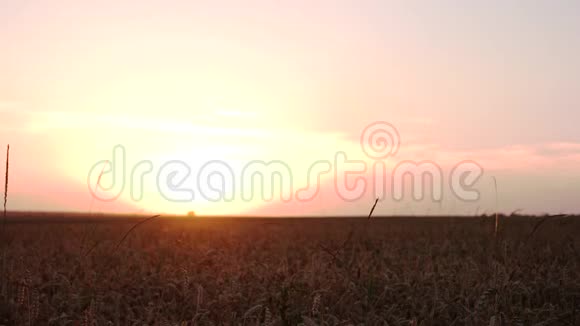 傍晚日落于田野之上视频的预览图