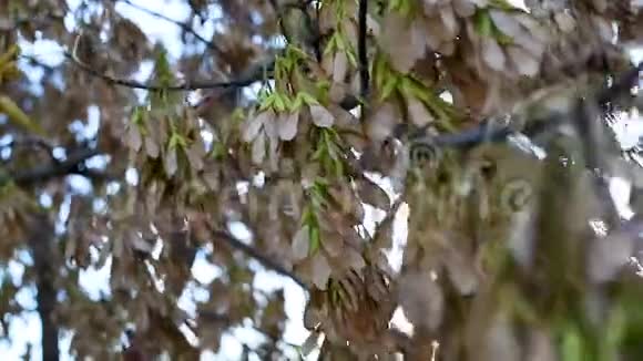 枫树的种子随着微风在树枝上摆动视频的预览图