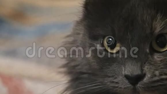 猫科动物的脸上都是灰色的视频的预览图