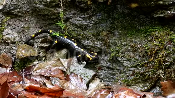 自然界中的黑爬行动物森林中有黄斑两栖动物视频的预览图