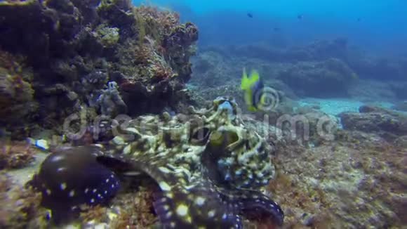 八达通关闭休息五颜六色的鱼水中危险的鱿鱼海洋生物视频的预览图