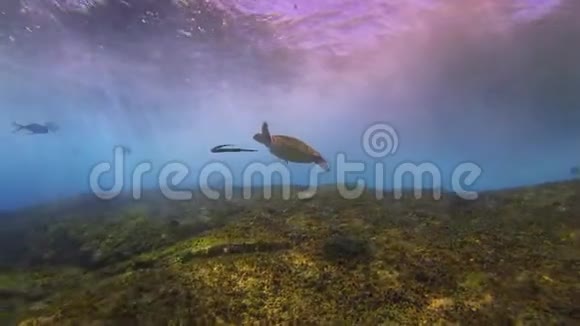 海龟和管道鱼强烈的阳光海面波浪和蓝色阳光海面视频的预览图