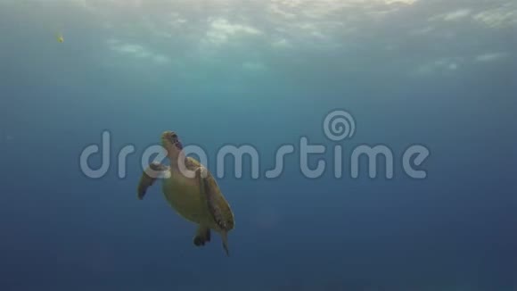 吃海龟绿海龟在婀娜多姿的平静中游泳蓝阳光明媚的海面视频的预览图