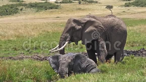 非洲象非洲象群立在沼泽有巴斯马赛马拉公园肯尼亚视频的预览图