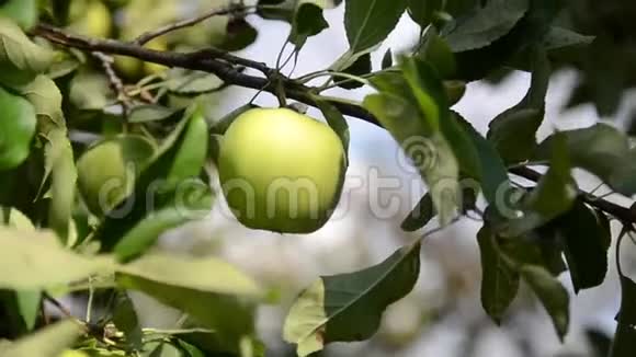 农夫手摘苹果苹果采摘季节苹果生长在果园的一棵树上生产新鲜和有机水果熟食视频的预览图