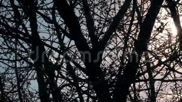 树枝穿过太阳光视频的预览图