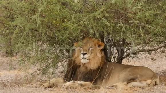 非洲博茨瓦纳布希克加拉加迪的黑鬃雄狮视频的预览图