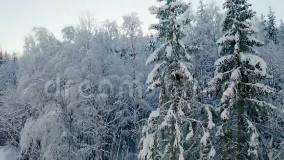在寒冷的冬天早晨缓慢地飞上雪林之上视频的预览图