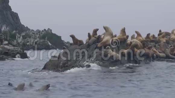 坐在岩石岛上漂浮在海水中的一群海狮视频的预览图
