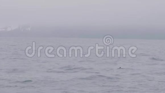 一对野生虎鲸在雪山上游泳和潜水视频的预览图