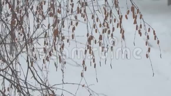 灰暗冬日的白桦花絮视频的预览图