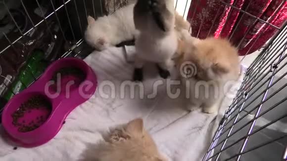 土耳其安哥拉和波斯猫在宠物店视频的预览图