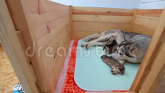 七只哈士奇小狗在木制鸟舍吃碗里的食物母狗看着它们视频的预览图