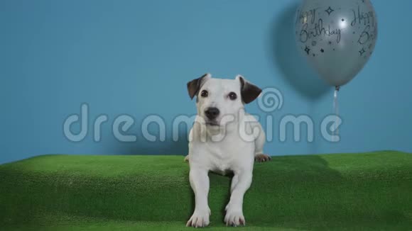 绿松石背景的灰色生日气球杰克罗塞尔猎犬视频的预览图