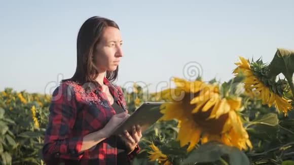 农民女孩在向日葵田用平板电脑检查盛开的向日葵计划收获农业概念视频的预览图