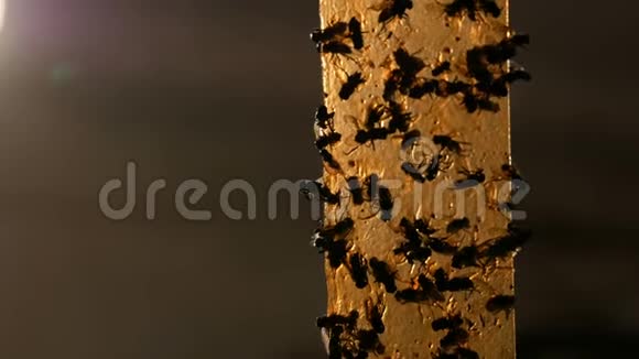 房子在黄色胶带特写上飞起来死的和活的苍蝇在胶带上捕捉昆虫视频的预览图